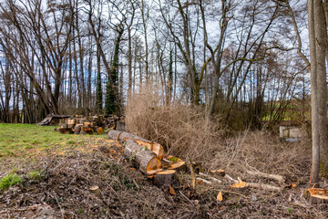 Frisch abgeholztes Waldstück