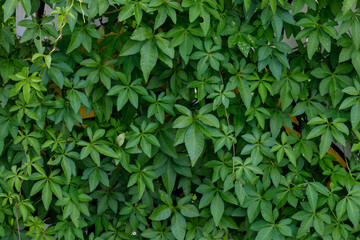 Fototapeta na wymiar Many Leaves of pomoea cairica (Cairo morning glory, coastal morning glory, ivy-leaved morning glory, messina creeper, railroad creeper) in the garden.