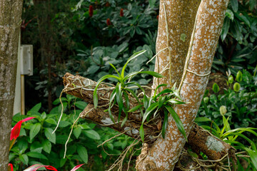 Orchid plant on the tree