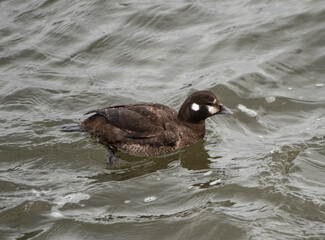 Harlequin Duck