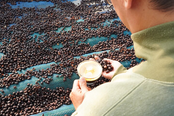agriculture concept The berries are harvested to be processed into Parchment coffee, Arabica...
