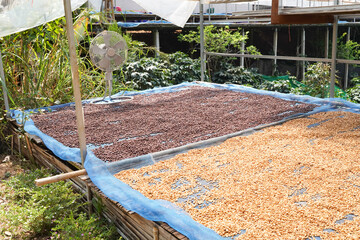 agriculture concept The berries are harvested to be processed into Parchment coffee, Arabica coffee. arabica coffee beans and arabica coffee berries by hand of farmer