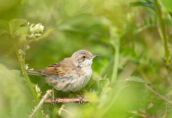 Close-up of a perched Common whitethroat juvenile