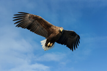 Close up of a White-tailed sea Eagle in flight