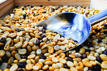 agriculture concept The berries are harvested to be processed into Parchment coffee, Arabica coffee. arabica coffee beans and arabica coffee berries by hand of farmer