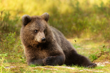 Cute bear cub closely watching a flying bee