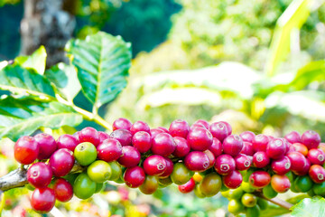 agriculture concept The berries are harvested to be processed into Parchment coffee, Arabica coffee. arabica coffee beans and arabica coffee berries by hand of farmer