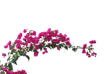 bougainvilleas isolated on white background.  - 575632934