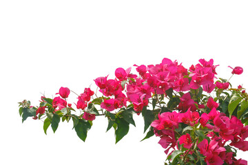 bougainvilleas isolated on white background.  - 575632939