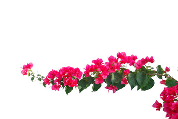 bougainvilleas isolated on white background. 
