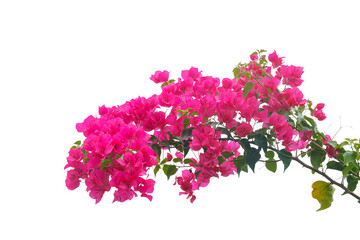 bougainvilleas isolated on white background.  - 575632946