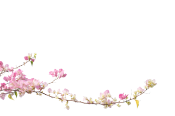 bougainvilleas isolated on white background. 