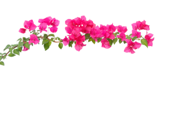 bougainvilleas isolated on white background. 