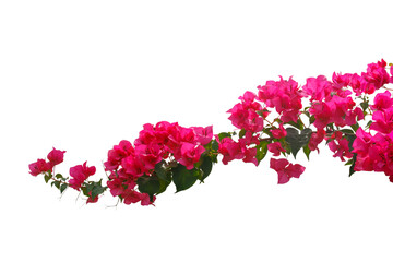 bougainvilleas isolated on white background.  - 575632966