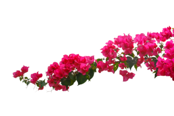 bougainvilleas isolated on white background. 