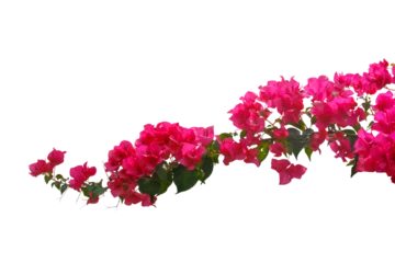 Fototapeten bougainvilleas isolated on white background.  © krsprs