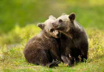 Naklejka na ściany i meble Close up of playful brown bear cubs in the forest