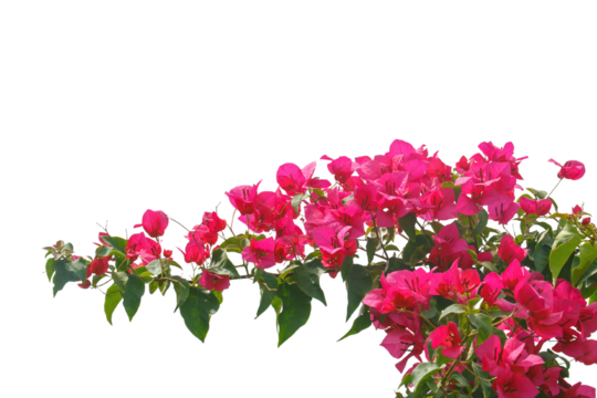 bougainvilleas isolated on white background. 