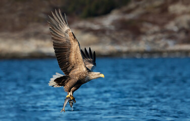 White-tailed sea Eagle in flight with a fish