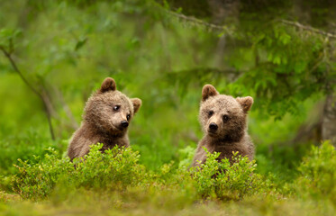 Close up of playful European brown bear cubs in the forest - Powered by Adobe