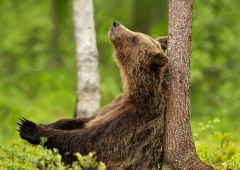 Eurasian Brown bear leaning against a tree in forest