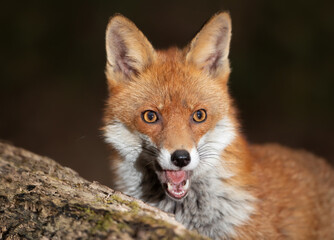 Fototapeta premium Portrait of a cute little Red fox