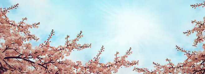Obraz premium Branches of blossoming cherry trees in spring time. Spring or gardening background. 