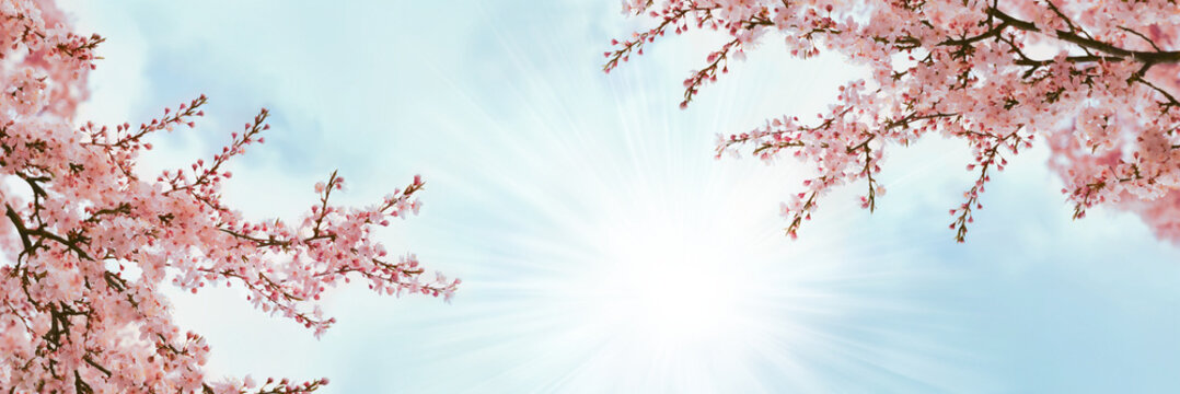 Branches Of Blossoming Cherry Trees In Spring Time. Spring Or Gardening Background.
