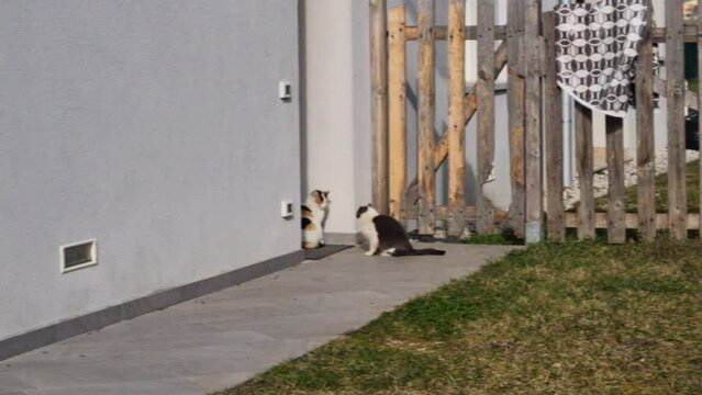 Wide shot of male cat trying to make sex with a female in a countryside house. Felis Catus reproduction.
