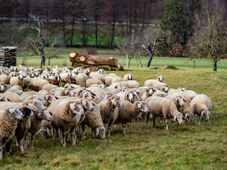 Schafe auf der Weide