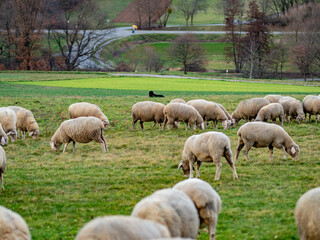 Obraz na płótnie Canvas Viele Schafe grasen auf einer Weide