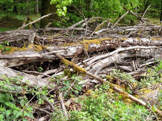 Wald Spaziergang – Natur geniessen - Grüne Bäume - Naturschutz - Viele Bäume