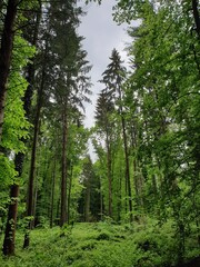 Fototapeta na wymiar Wald Spaziergang – Natur geniessen - Grüne Bäume - Naturschutz - Viele Bäume