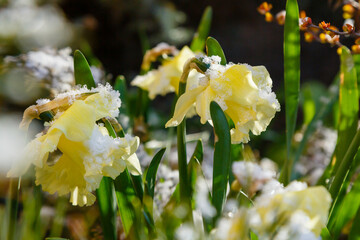 Spring flower daffodil (Narcissus) covered with snow in early spring