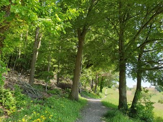 Wald Spaziergang – Natur geniessen - Grüne Bäume - Naturschutz - Viele Bäume