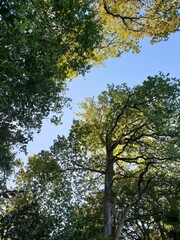 Wald Spaziergang – Natur geniessen - Grüne Bäume - Naturschutz - Viele Bäume