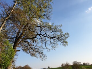 Wald Spaziergang – Natur geniessen - Grüne Bäume - Naturschutz - Viele Bäume