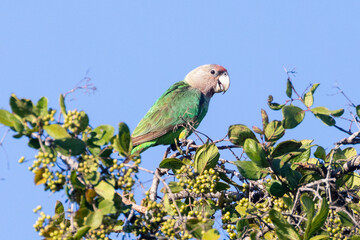 Female Grey-headed Parrot (Poicephalus fuscicollis) foraging for berries in winter, Limpopo, South Africa