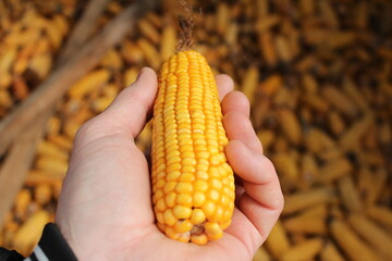 corn in hand