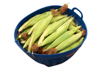 Fresh Sweet corns in basket isolated on white