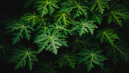 leaves of a tree. background image.