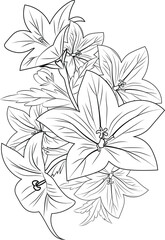Realistic flower coloring pages, Illustration bellflower drawing, blossom flower drawing. flower coloring page for adults and children, sketch art, pencil drawing flowers, flower cluster drawing.