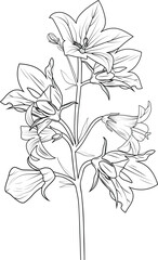 Bellflower coloring pages and book hand drawn botanical spring elements bouquet of balloon flower line art, coloring page, vector sketch artistic, simplicity doodle art. Easy yellow bellflower drawing