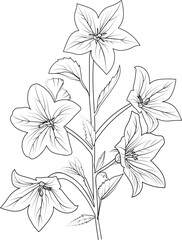 Cute flower coloring pages, Bellflower drawing, Creeping bellflower drawing, Hand drawn botanical spring elements bouquet of bellflower line art coloring page, easy flower drawing. bellflower art.