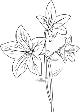 Flower coloring page and books, monochrome vector sketch, bellflower, bellflower vector, floral background with balloon natural leaf collection, illustration pencil art,  bellflower drawing, clip art.