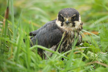Portrait of an Eurasian Hobby resting in a meadow
