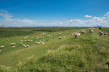 Obraz premium Schafe auf dem Deich Nordseeküste Deutschland 