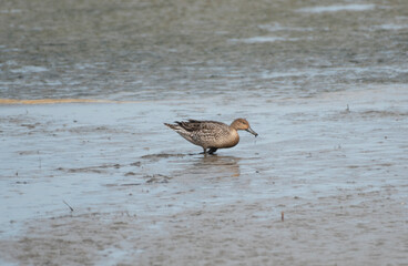 Northern Pintail