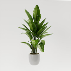 A giant white bird of paradise plant (strelitzia nicolai) in pot with white background, 3d rendering 