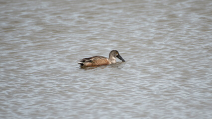 Northern Shoveler